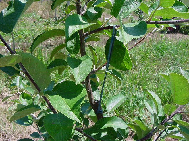 Pear Bands - 8" - 2.2 lb. Bag