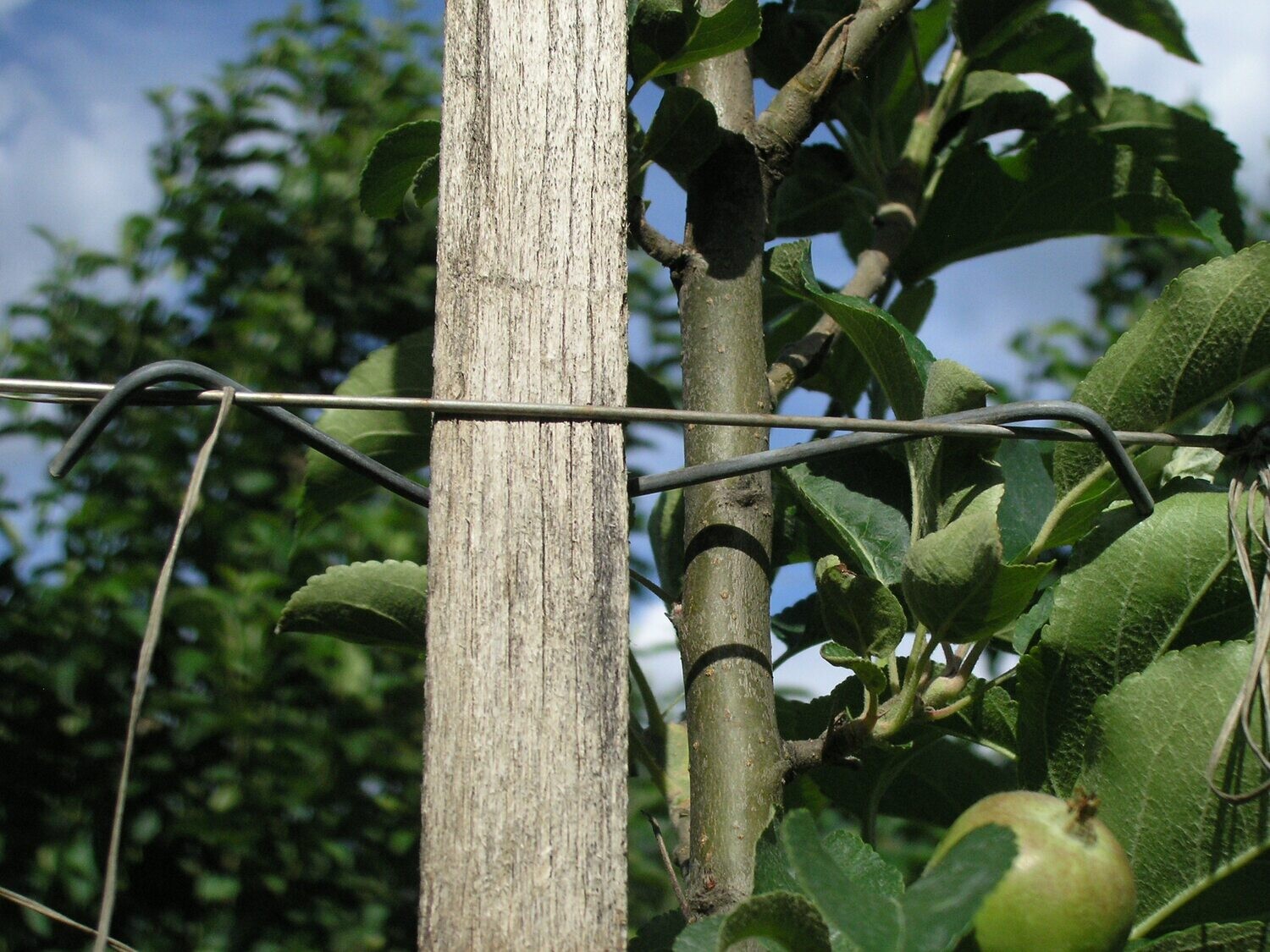 Pole Clips Size 2