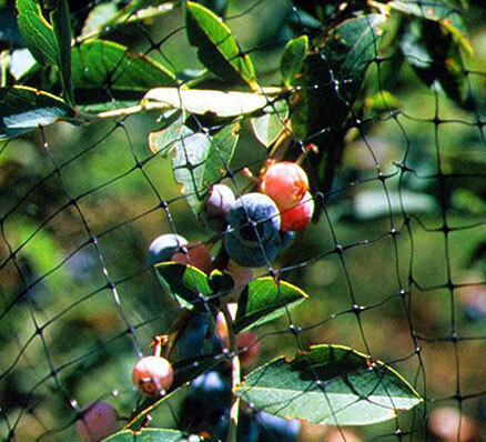 Bird Netting