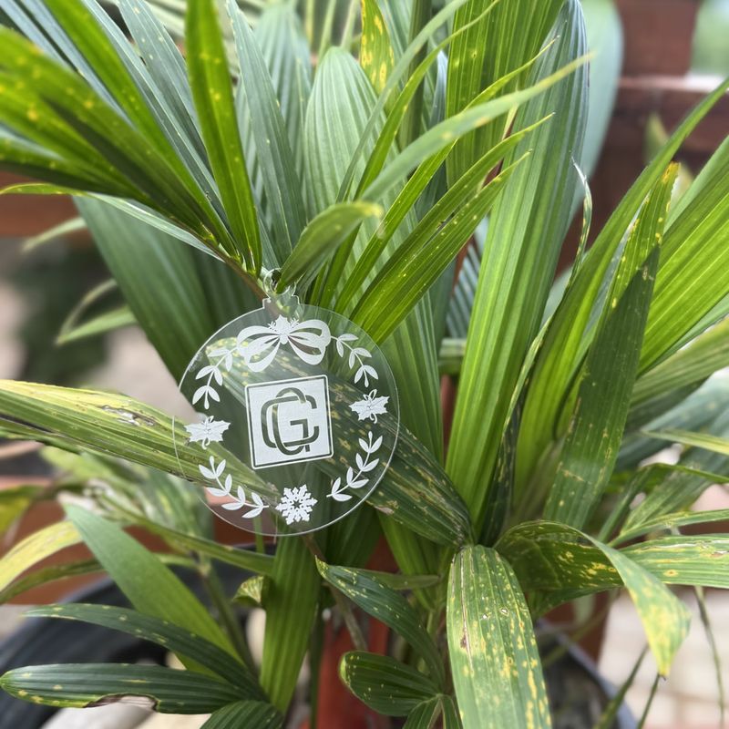 The ClearJoy Acrylic Ornament