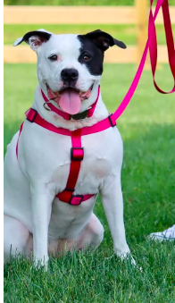 Coastal Comfort Wrap Harness