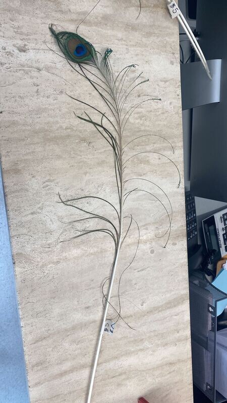 Peacock Feather Cat Teaser