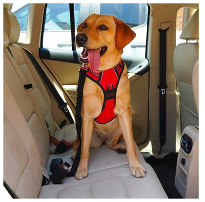 Car Safety Seat Belt