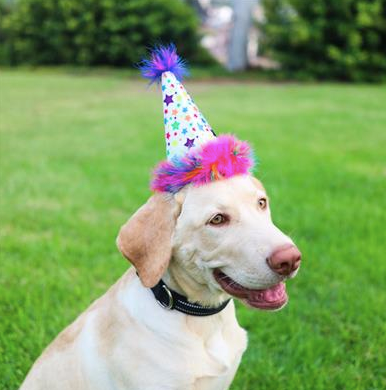 Pet Party Hats