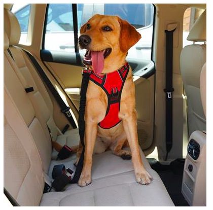 Car Safety Seat Belt