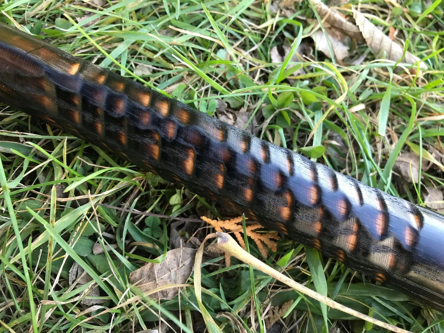 Darkness Dragon Wizard Staff