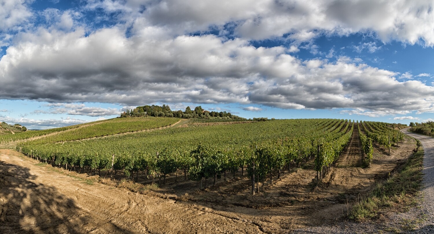 Rosso di Montepulciano DOC Guidotti