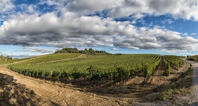 Rosso di Montepulciano DOC Guidotti