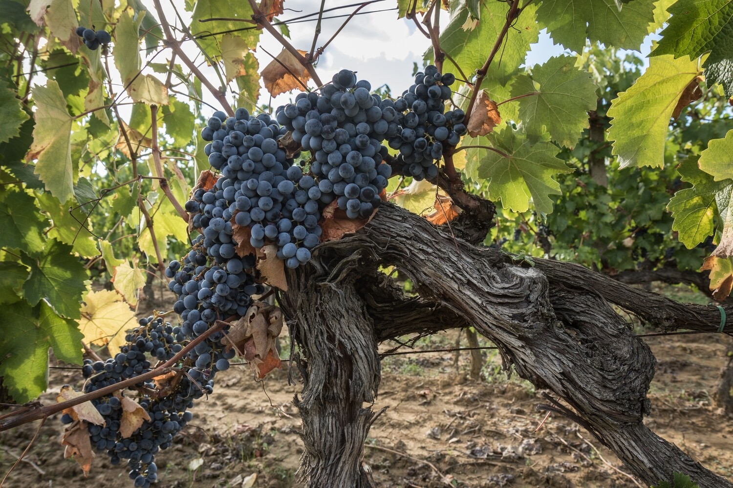 Rosso di Montepulciano DOC Guidotti