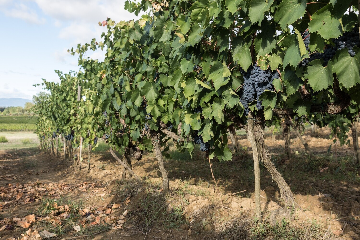 Rosso di Montepulciano DOC Guidotti