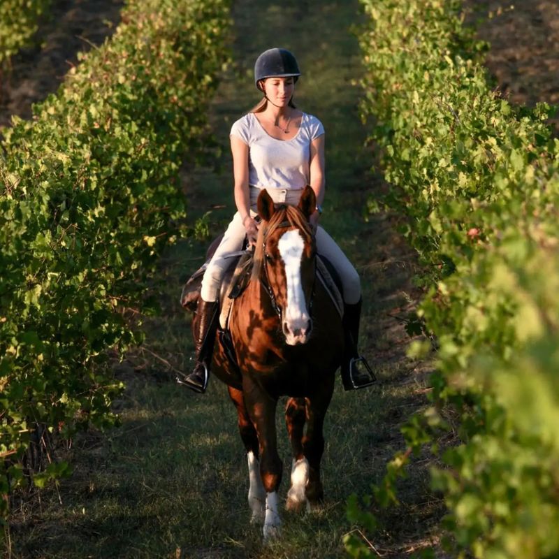 PASSEGGIATA A CAVALLO IN VIGNA