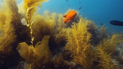 Corso di specialità PADI Underwater Naturalist