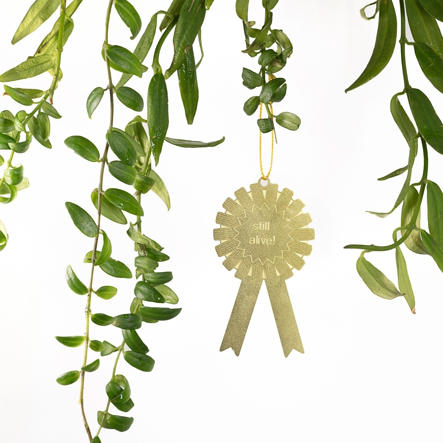Plant Award:
