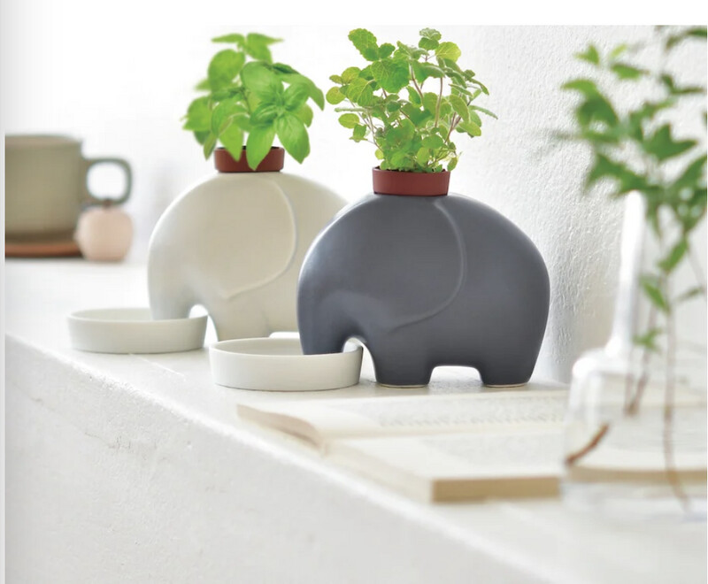 White Eleplant - Sweet Basil