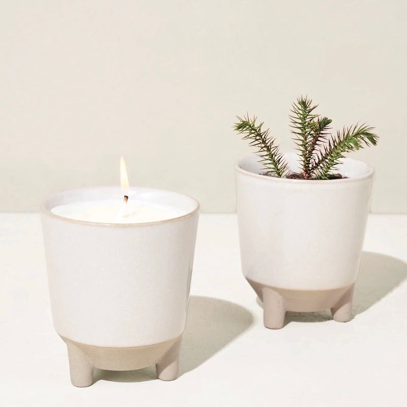Glow and Grow Frosted Forest Spruce