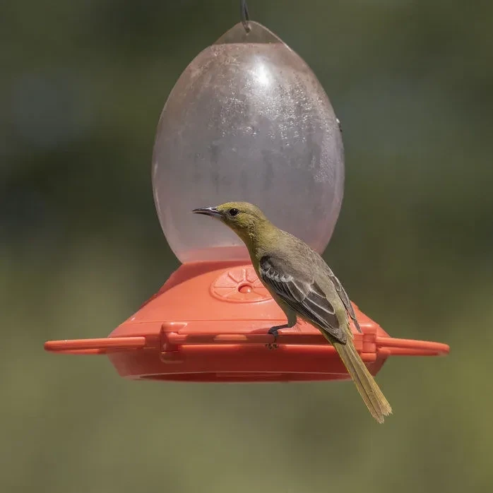 Perky Pet Adjustable Perch Oriole Feeder