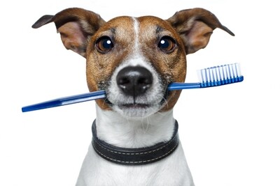 ORAL CARE