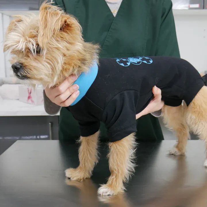 Dogora The Medical Snuggle Garment M1 *