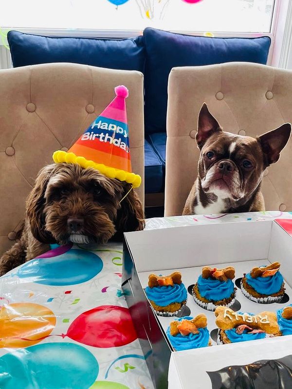 Milo & Lily Pupcake Pumpkin & Peanut Butter