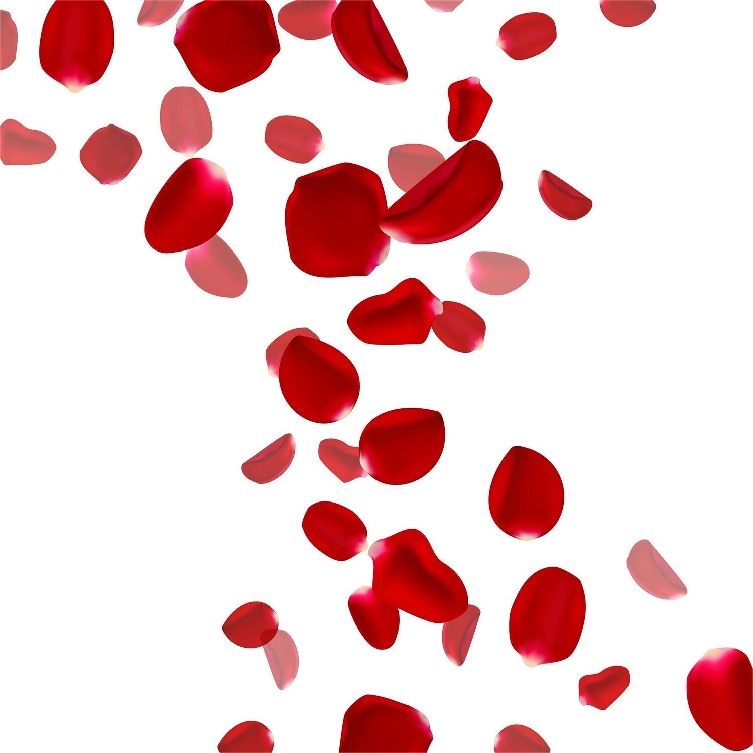 PÉTALOS DE ROSAS (Extra)
