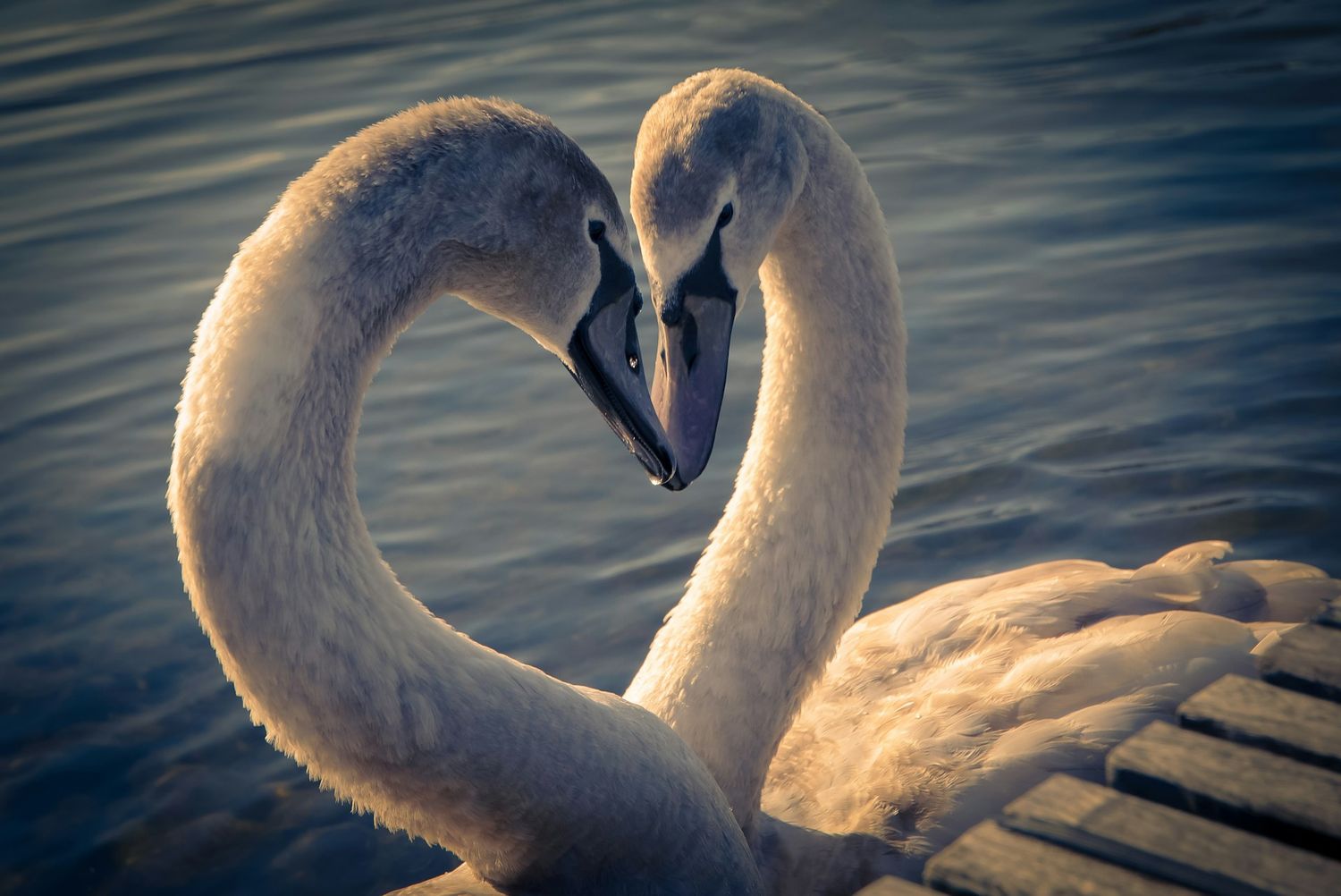 Attract Romantic Love into Your Life Course