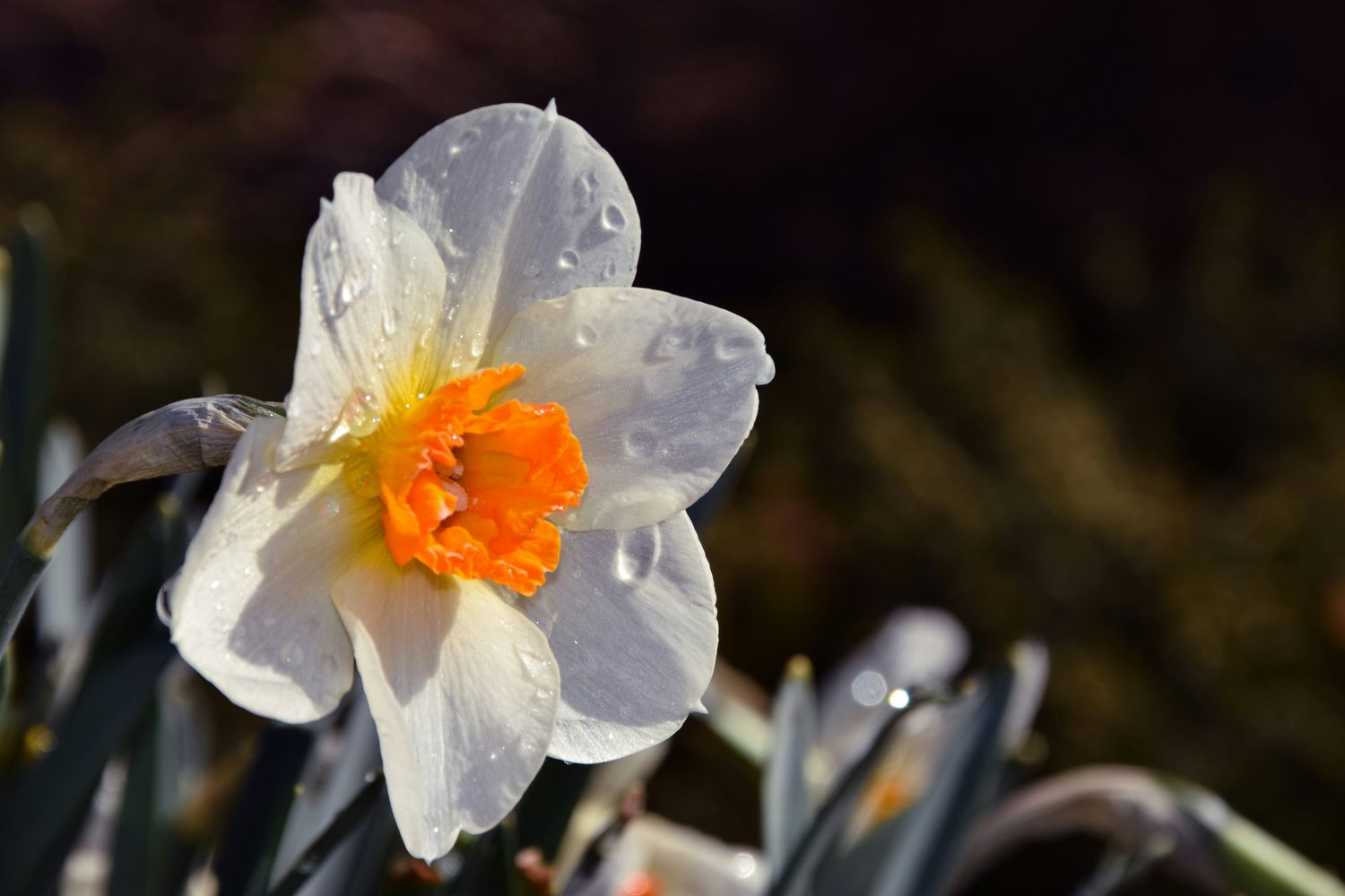 Healing from Narcissistic Relationships: A Self-Paced Course