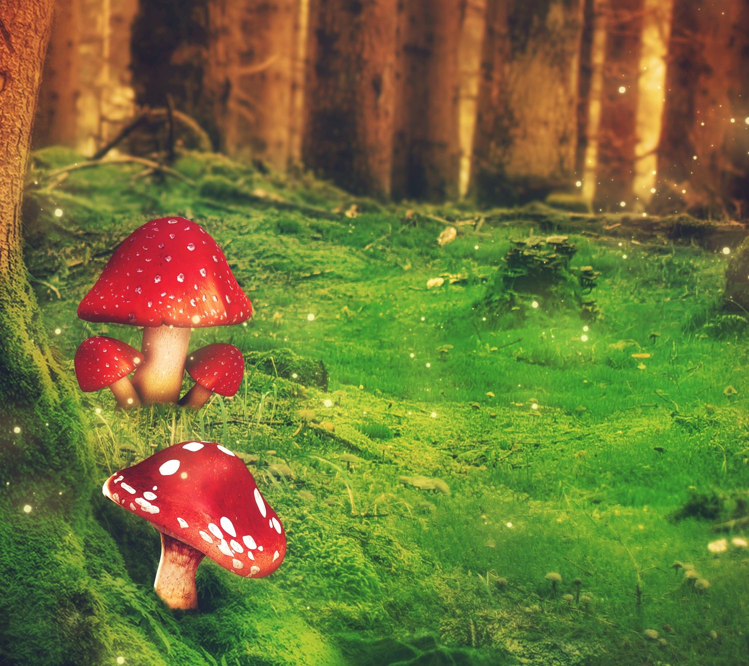 Sacred Forest Wisdom Reading