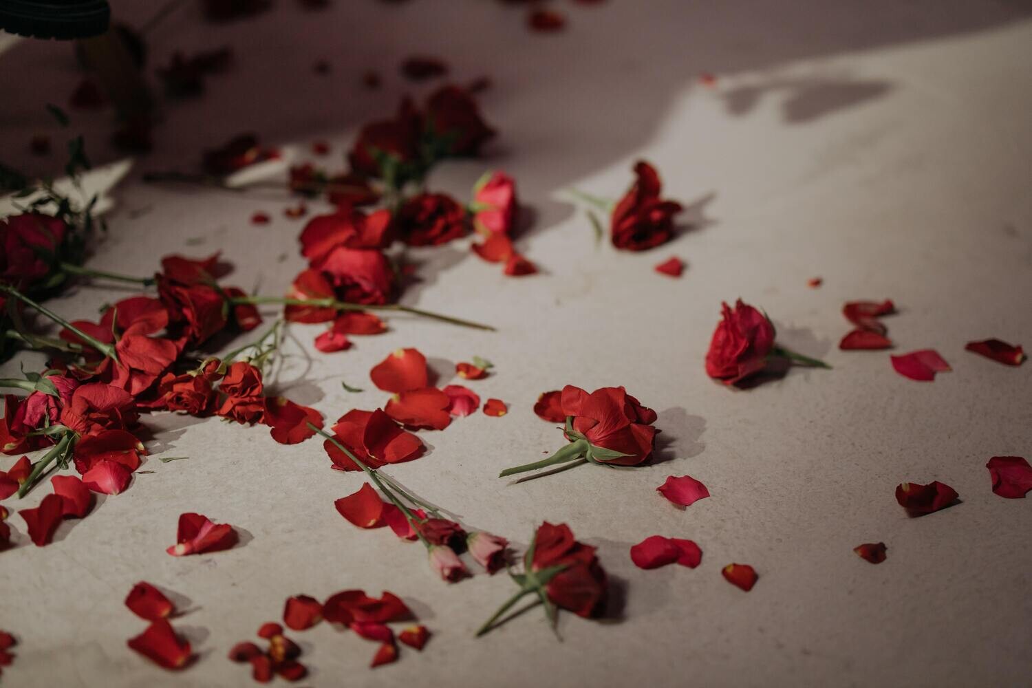 Rose Petals