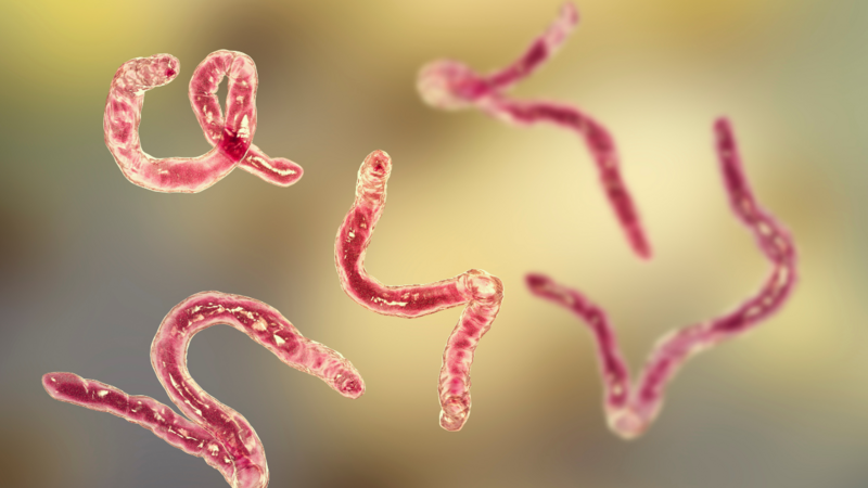 Course #2: The parasites in our lives and in our bodies