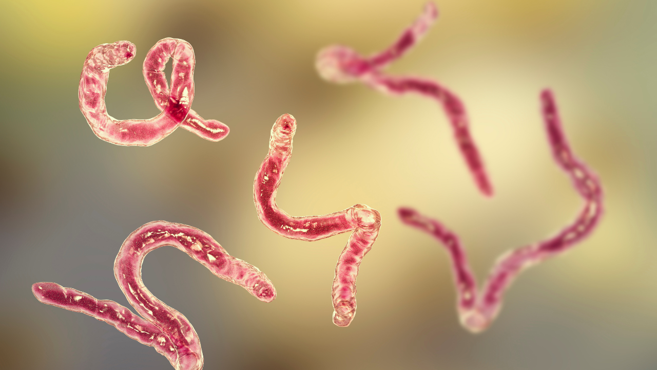 Cours #2 Les parasites dans notre corps et dans nos vies