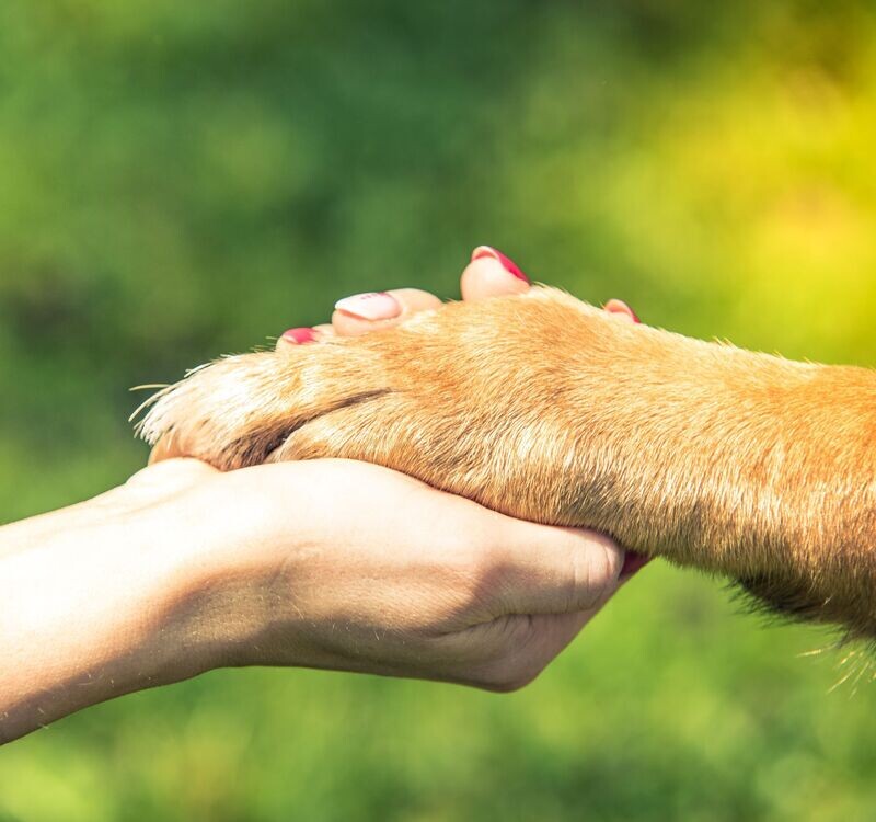 WoofStock Sponsorships