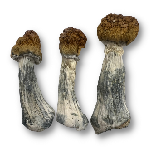 Entheogen Mushrooms
