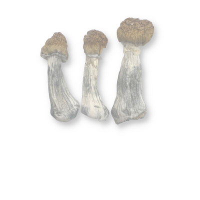 Mushrooms