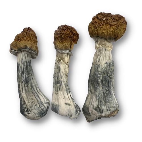 Entheogen Mushrooms