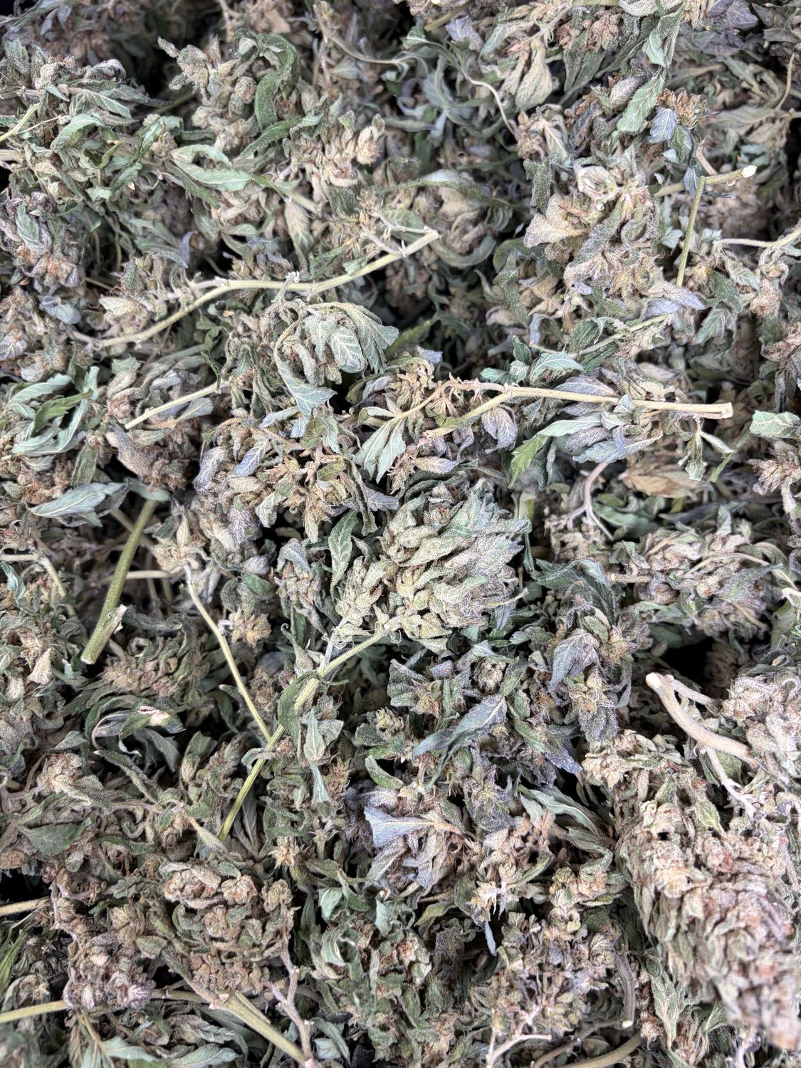 Untrimmed Outdoor Pounds