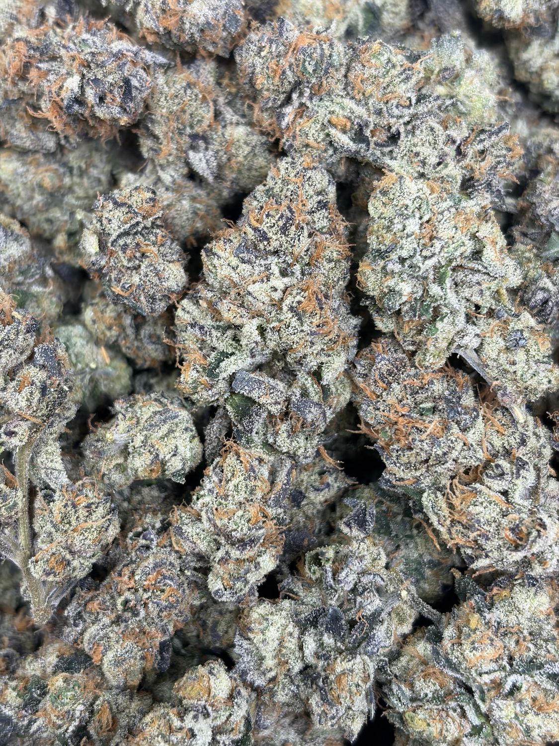 Animal Cookies