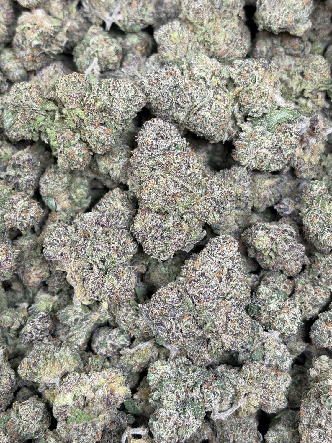 White Rhino
