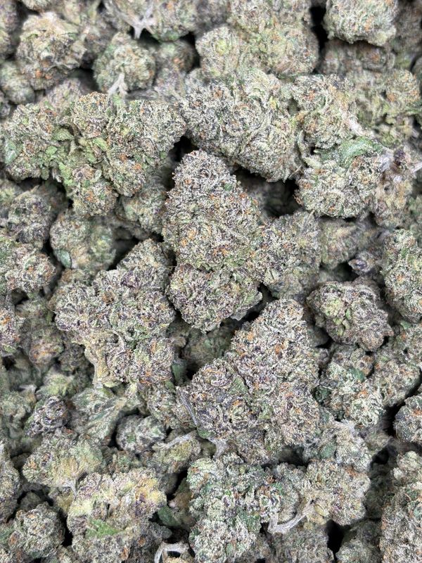 White Rhino