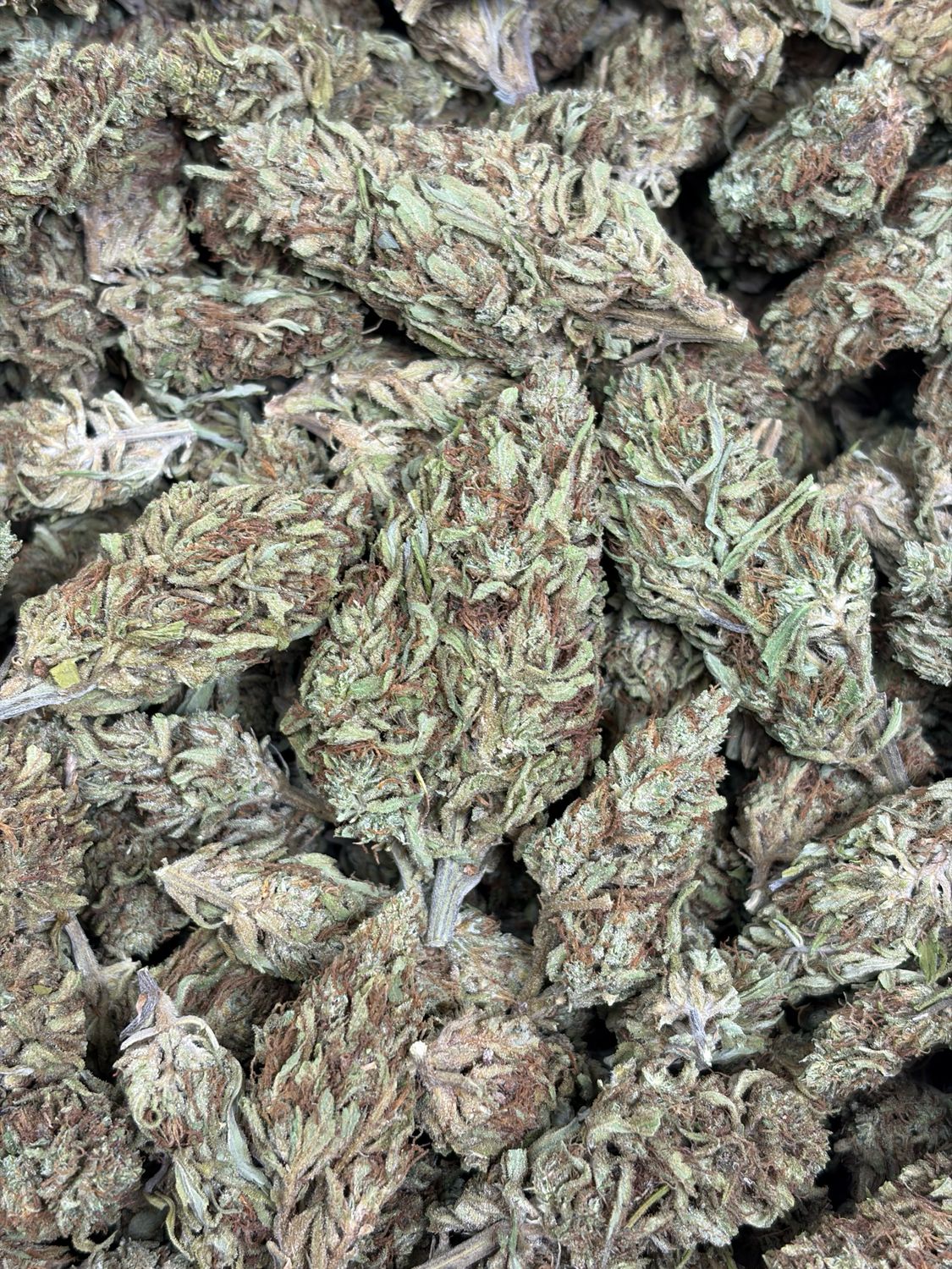 Jack the Ripper