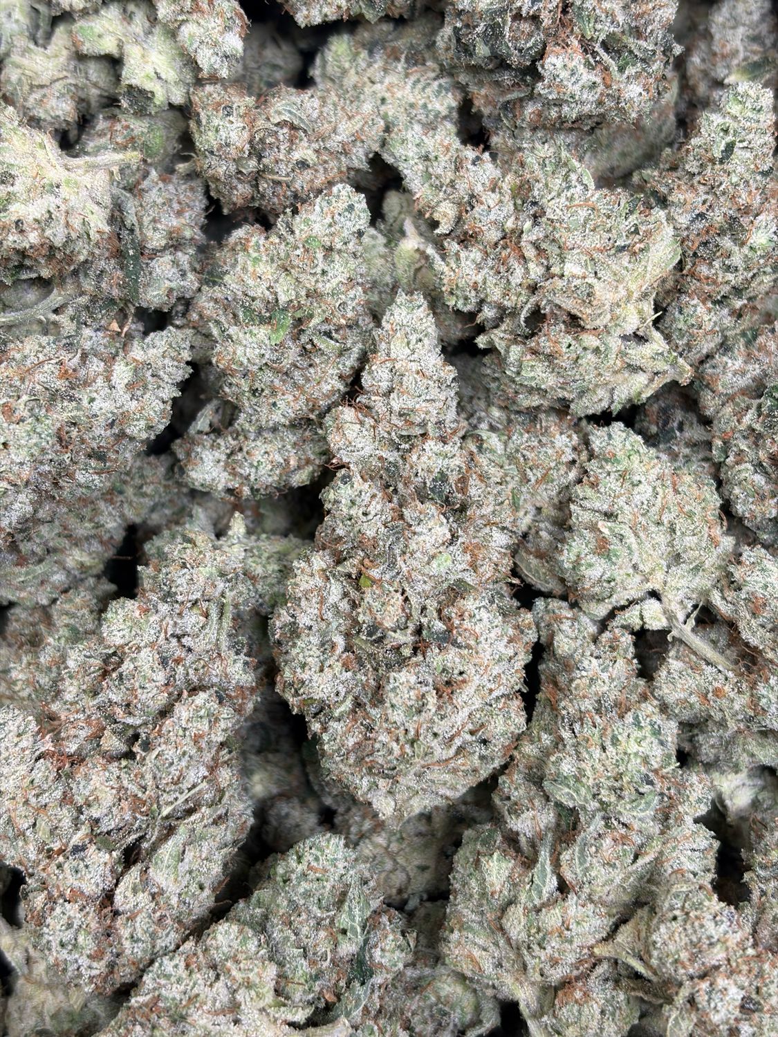 GG #4