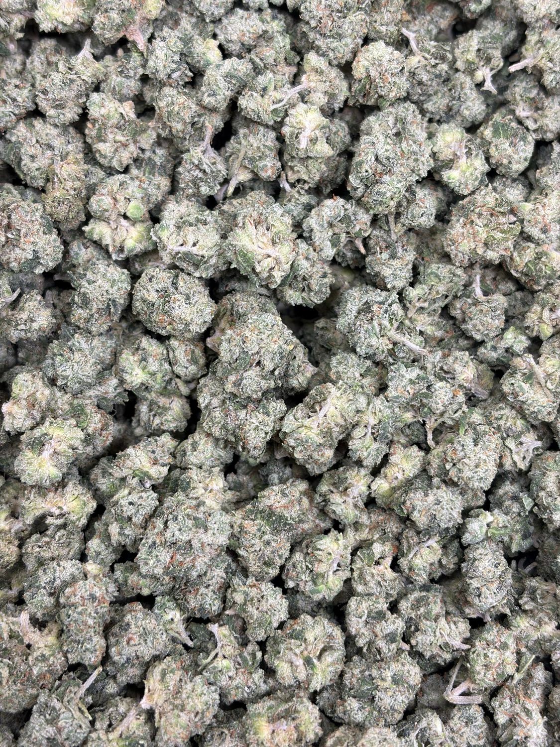 Toad Venom ( indoor Smalls