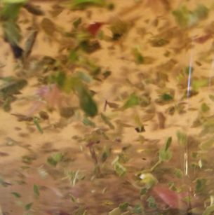 Australian Coastal TISANE