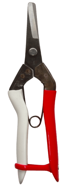 Tesoura colheita Fruta 306