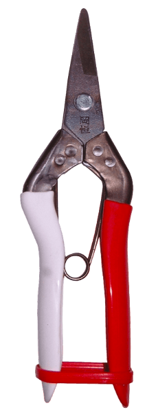 Tesoura colheita Fruta 307