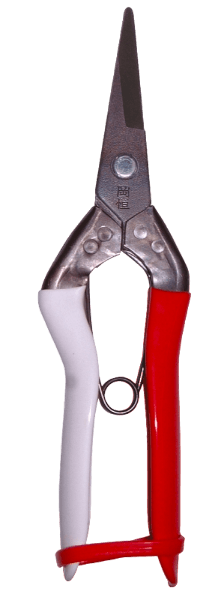 Tesoura colheita Fruta 304