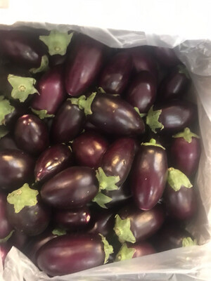Indian small egg plant (bengan)