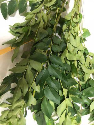 Fresh Curry Leaves 50 g