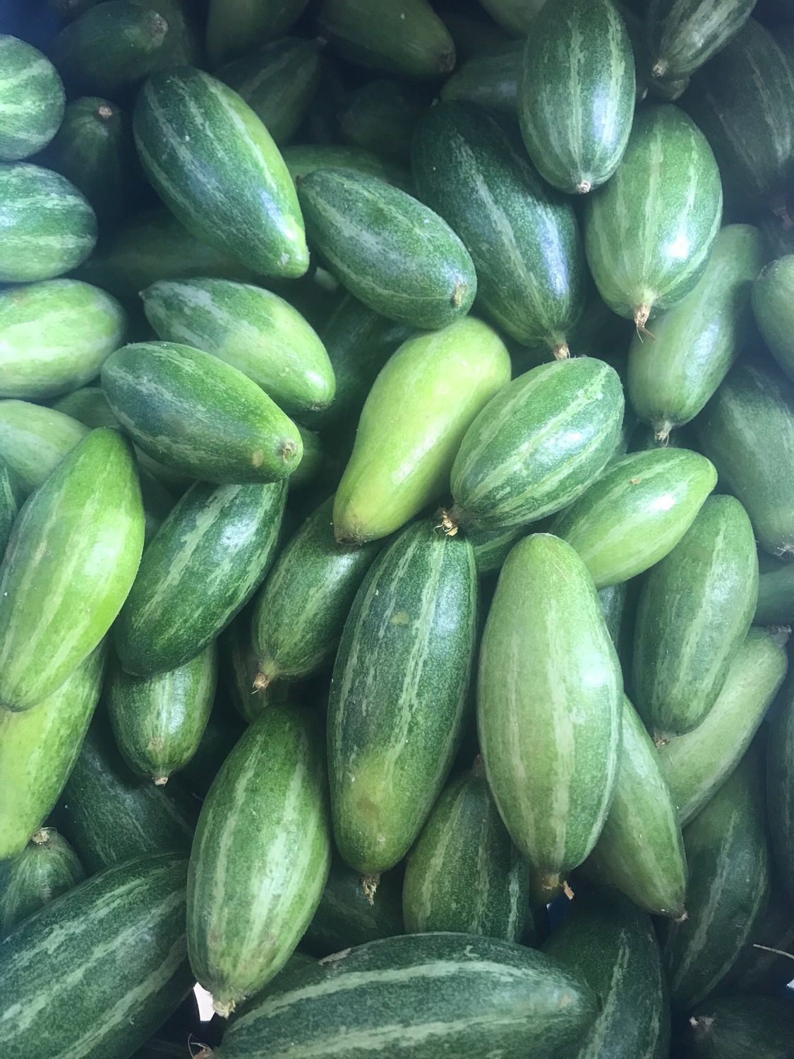 Fresh Parwal