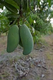 Green Mango (Mamuang Kiew Sa Wei) / 3kg