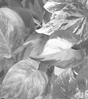 Epipremnum &amp; Scindapsus